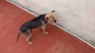 King ya casi recuperado de su catarro.