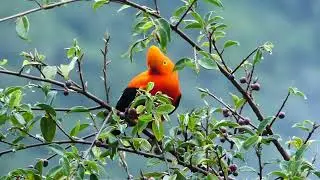 Andean Cock-of-the-Rock in the Candelaria Reserve (Ecominga)