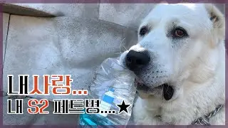 페트병을 사랑하는 초대형견 김밥 vs 뒷배 든든한 떡누나(large dog ovcharka)