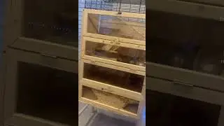 Gerbil cage set up