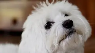 What is the Maltese Dog's Size and Weight Range?