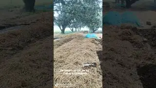 #earthworm #organic #trending #vermicomposting #farming #eiseniafetida #vermicompost #sajag