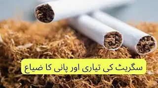 water wastage in making of cigarette and tobacco #waterwastage #waterloss #mrmultiplepk