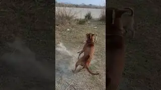 😂😂#shorts #ytshorts #youtubeshorts #youtube #petparentlife #pets #dog #puppy #streetdog #funny