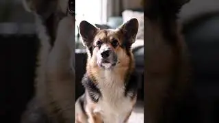 Corgi Head Tilts Actually Mean THIS!