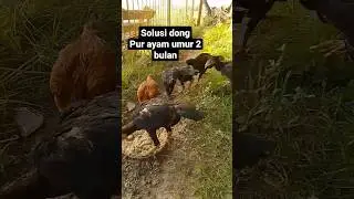 info pur ayam umur 2 bulan