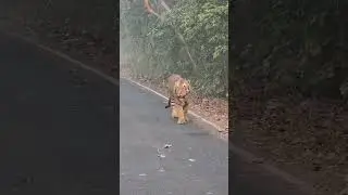 Majestic Tiger Walking in the Wild 🐅 | Powerful Jungle King in Action