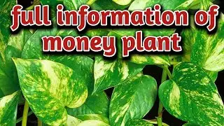 Money Plant care and tips ( indoor plant ) | growing matherd | SA Gardening