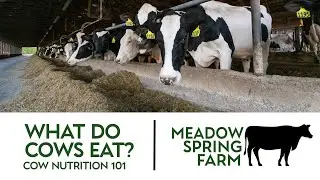 What Do Cows Eat? Cow Nutrition 101