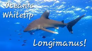 Oceanic Whitetip Shark, Elphinstone Reef Longimanus #shark #oneblueocean