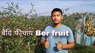 Ber jujube fruit | miss india red apple ber | बैग्रि फीथाय @DRFarming123 