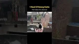 Kite fight 2026, 1 nal katte 8 patang, happy lohri, basant panchami