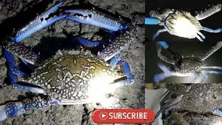Viralhug catch giants blue crabs in kuwait sea #crabs
