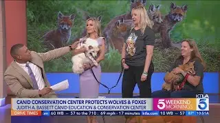 San Diego conservation group rescues foxes, wolves