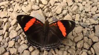 lepidopteros