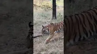 Tiger Walking in Ranthambore | Jungle Safari India. #tiger #shorts  #wildlife
