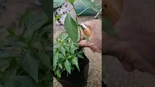 Bibit Cabe Dipindah 🌶️‼️ Ini Tahap Penting Setelah Semai