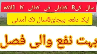 what is Rhode grass, huge profitable crop in pakistan.  a unique business idia, pakistan growing