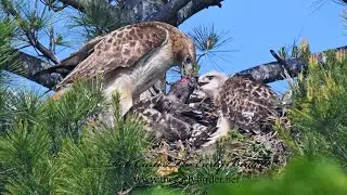RED-TAILED HAWK, Buteo jamaicensis nest video from remote camera 9095436
