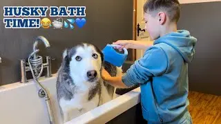 Пытаюсь искупать нашу перевозбуждённую хаски! 😂🛁 [ОНА ТАКАЯ СМЕШНАЯ!!!]