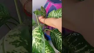 Clean leaves regularly to look your plant glossy & shiny #shorts #diffenbachia #plant #homeplants