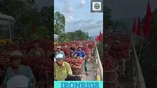 The World's First-Ever Lychee Traffic Jam! 😂 #foodie #satisfying #shorts #funny #traffic #farming