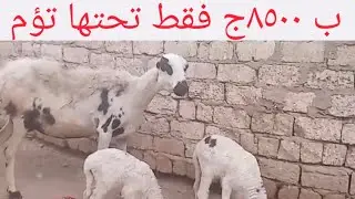 اتفرجو علي عرض المعلم خالد أجمل أسعار ٢٦/ ١/ ٢٠٢٦م