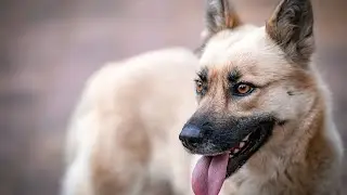 Belgian Malinois and Prey Drive: The Link between Instinct and Training