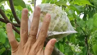 shop d&acirc;u t&acirc;y cần thơ 0932956368 em Thủy , nh&atilde;n t&iacute;m , l&ecirc; , việt quốc , ổi sim v&agrave;ng , nho