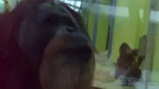 Baby Orangutan right in the middle of it - Orangutans Marathon mating in the Munich Zoo -