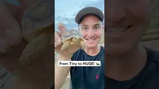From Tiny to HUGE! 🐢 Baby Tortoise Update + Tour Reveal #shorts #tortoise
