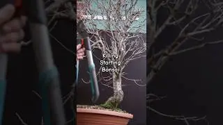 Starting Flowering Cherry Bonsai Made Easy?