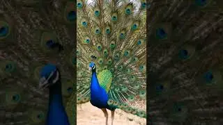 Watch the Stunning Peacock Display with Calling and Feather Fan Dance