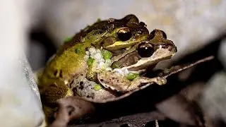 Southern Brown Tree Frog (Litoria ewingii)