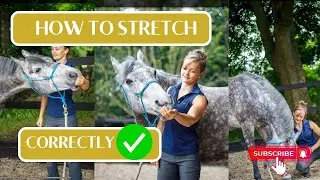 Horse after work stretches