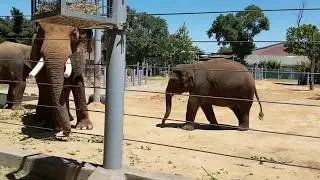 Zoo Houston Texas USA #houston #zoo #mariepanic 2017 no.1 Elephants