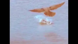 Falcon Hunting at Sea