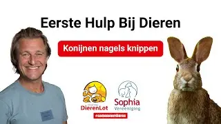 Hoe knip je de nagels van je konijn?