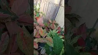 Aglaonema plant collection #naturelovers #flowers #beautifulplants