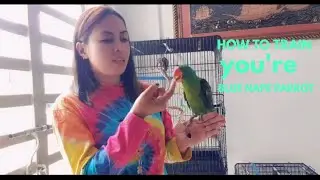 How to train your blue nape parrot?/ Genelly Guillano vlog