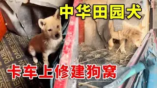 中国卡车司机偶遇中华田园犬，收养后在卡车上修建狗窝#doglife #老友狗狗 #pets #cutedog #animals #funny