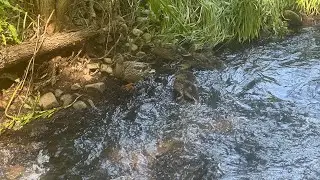 Incredible animal photos I took while creature adventuring