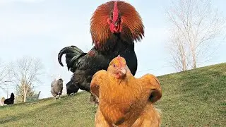 Hen mating with black rock rooster| chicken mating compilation @TheAnimalLens-c5c57 @YouTube