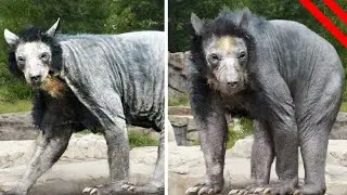 Animales Lindos Que Son Feos Sin Pelo