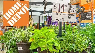 Plant Shopping at the Home Depot! They finally got the NEW Syngoniums in Hanging Baskets for a steal