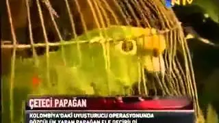 Polis Papağan Tutukladı / Police Arrested Parrot