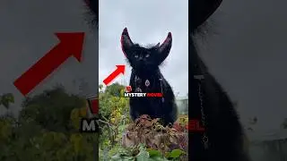 Weirdest Cats Ever! #cat #top3 #weirdanimals