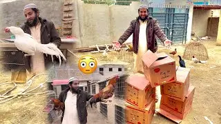 Hmara Farm Murga Se Bhr Gya 😳 Aj To End Level Ke Murga Agye