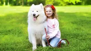 compassionate veterinary services | Alpharetta, GA - Animal Hospital of Nesbit Ferry Crossing