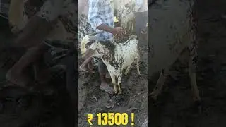 Faizabad sohaval Bakra Mandi andu bakra Mandi #faizabad #sohaval #ariz5000 #goat #andu#bakra #supar